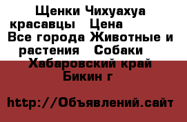 Щенки Чихуахуа красавцы › Цена ­ 9 000 - Все города Животные и растения » Собаки   . Хабаровский край,Бикин г.